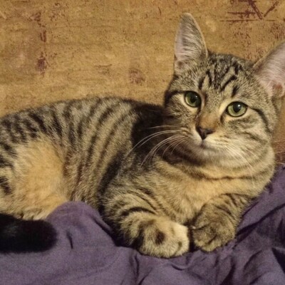 Katze Finchen sucht Ihre lieben Menschen, EKH - Katze