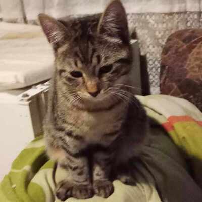 Katze Finchen sucht Ihre lieben Menschen, EKH - Katze