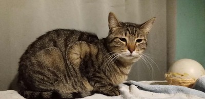 Katze Finchen sucht schon lange ihr Glück, EKH - Katze