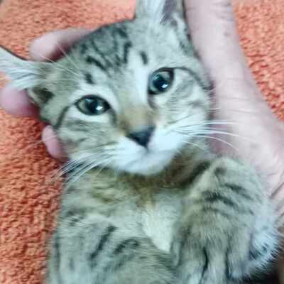 Katze Finchen sucht schon lange ihr Glück, EKH - Katze