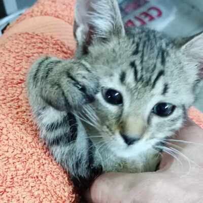 Katze Finchen sucht schon lange ihr Glück, EKH - Katze