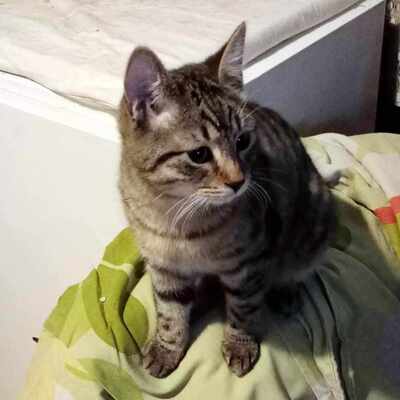Katze Finchen sucht schon lange ihr Glück, EKH - Katze