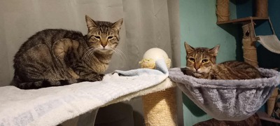 Katze Finchen sucht schon lange ihr Glück, EKH - Katze