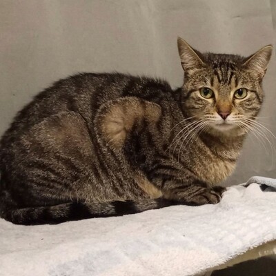 Katze Finchen sucht schon lange ihr Glück, EKH - Katze
