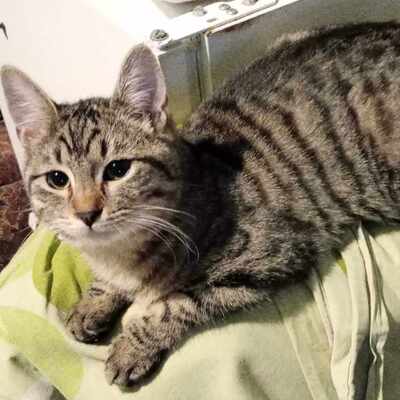 Katze Finchen sucht schon lange ihr Glück, EKH - Katze