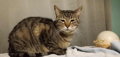 Katze Finchen sucht schon lange ihr Glück, EKH - Katze