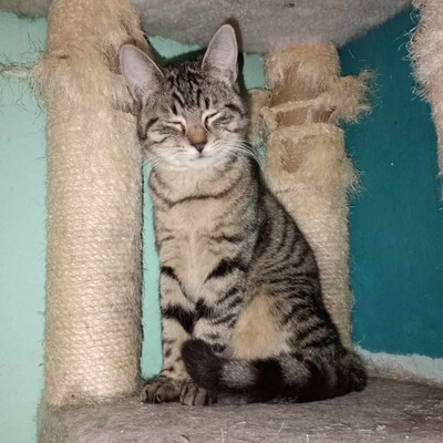 Katze Finchen sucht schon lange ihr Glück, EKH - Katze