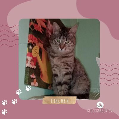 Katze Finchen sucht sehnsüchtig nach Dir