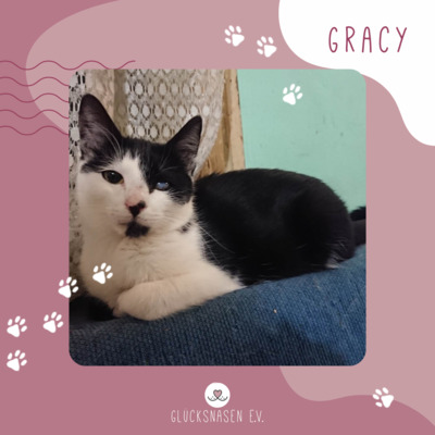 Katze Gracy möchte Deine Welt erobern, EKH - Katze