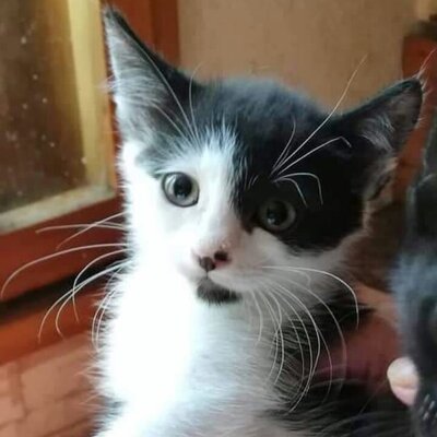 Katze Gracy möchte Deine Welt erobern, EKH - Katze