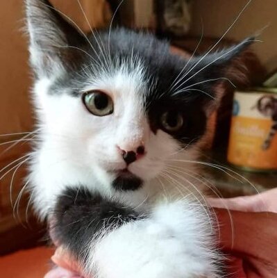 Katze Gracy möchte Deine Welt erobern, EKH - Katze