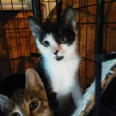 Katze Gracy möchte Deine Welt erobern, EKH - Katze