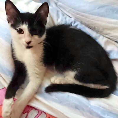 Katze Gracy möchte Deine Welt erobern, EKH - Katze