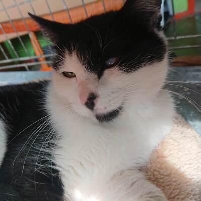 Katze Gracy möchte Deine Welt erobern, EKH - Katze