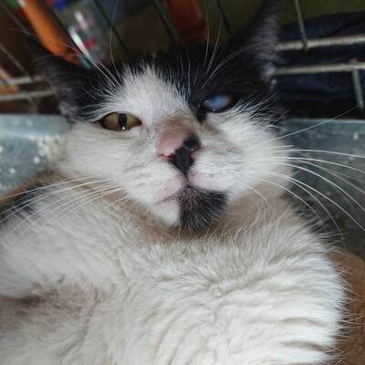 Katze Gracy möchte Deine Welt erobern, EKH - Katze