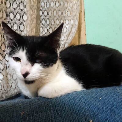 Katze Gracy möchte Deine Welt erobern, EKH - Katze
