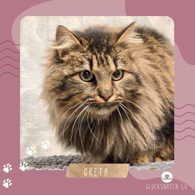 Katze Greta sucht ihre lieben Menschen, Waldkatze-Mix - Katze