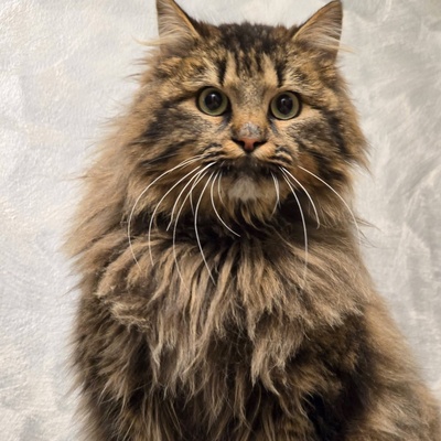 Katze Greta sucht ihre lieben Menschen, Waldkatze-Mix - Katze