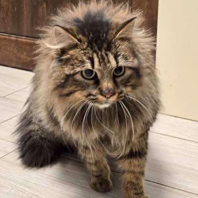 Katze Greta sucht ihre lieben Menschen, Waldkatze-Mix - Katze