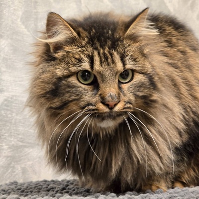 Katze Greta sucht ihre lieben Menschen, Waldkatze-Mix - Katze