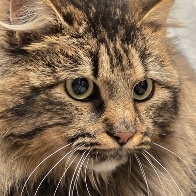 Katze Greta sucht ihre lieben Menschen, Waldkatze-Mix - Katze