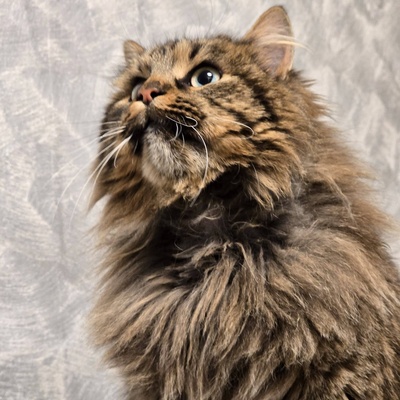 Katze Greta sucht ihre lieben Menschen, Waldkatze-Mix - Katze