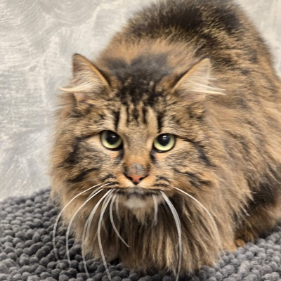 Katze Greta sucht ihre lieben Menschen, Waldkatze-Mix - Katze