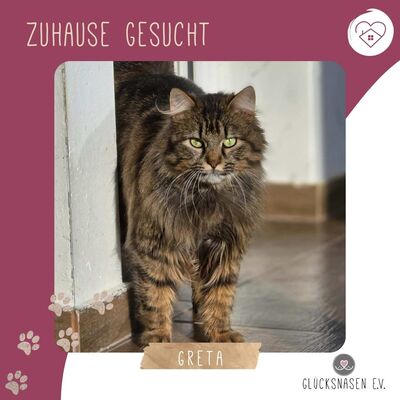 Katze Greta wartet auf ihre Herzensmenschen