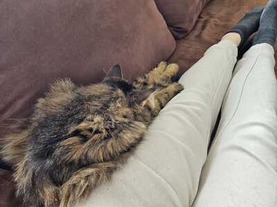 Katze Greta wartet auf ihre Herzensmenschen, EKH - Katze