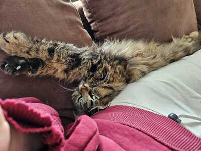 Katze Greta wartet auf ihre Herzensmenschen, EKH - Katze