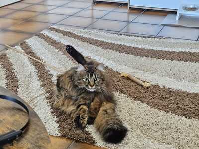 Katze Greta wartet auf ihre Herzensmenschen, EKH - Katze