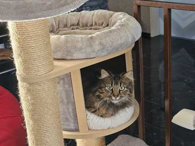 Katze Greta wartet auf ihre Herzensmenschen, EKH - Katze