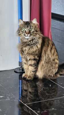 Katze Greta wartet auf ihre Herzensmenschen, EKH - Katze