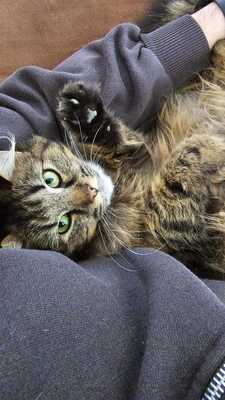 Katze Greta wartet auf ihre Herzensmenschen, EKH - Katze