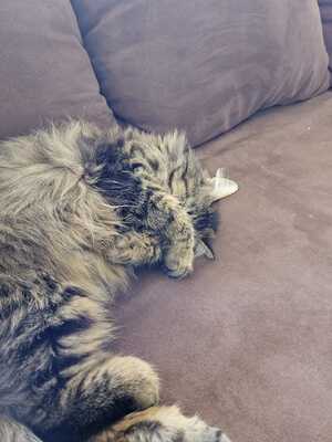 Katze Greta wartet auf ihre Herzensmenschen, EKH - Katze