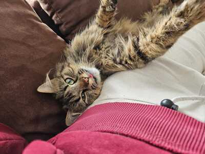Katze Greta wartet auf ihre Herzensmenschen, EKH - Katze