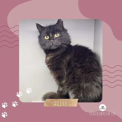 Katze Jelli möchte gern ein Familienmitglied werden