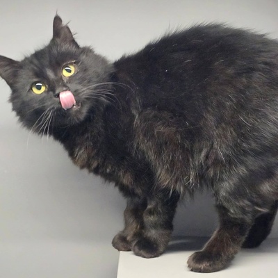 Katze Jelli möchte gern ein Familienmitglied werden, EKH - Katze