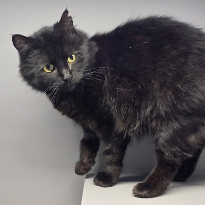 Katze Jelli möchte gern ein Familienmitglied werden, EKH - Katze