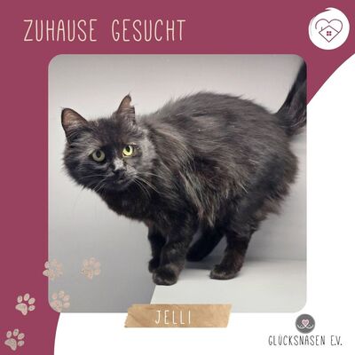 Katze Jelli möchte gern ein Familienmitglied werden, EKH - Katze