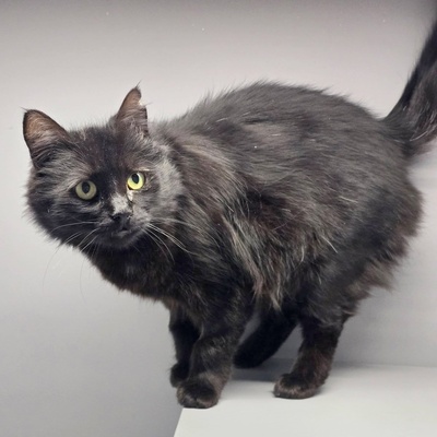 Katze Jelli möchte gern ein Familienmitglied werden, EKH - Katze