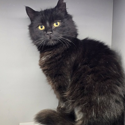 Katze Jelli möchte gern ein Familienmitglied werden, EKH - Katze