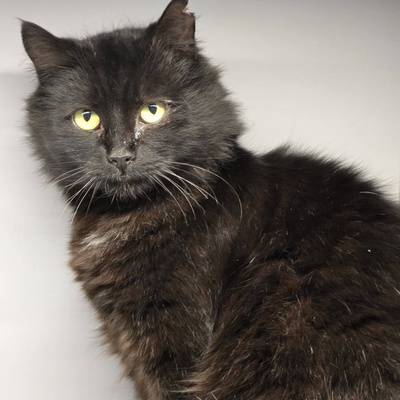 Katze Jelli möchte gern ein Familienmitglied werden, EKH - Katze