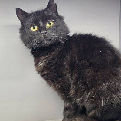 Katze Jelli möchte gern ein Familienmitglied werden, EKH - Katze