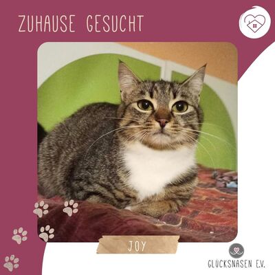 Katze Joy sucht ihre lieben Menschen