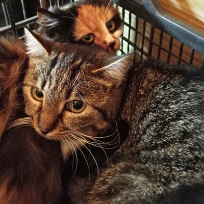Katze Joy sucht ihre lieben Menschen, EKH - Katze