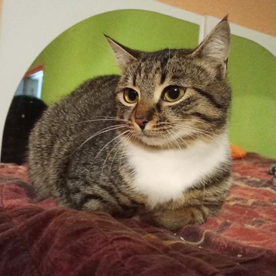 Katze Joy sucht ihre lieben Menschen, EKH - Katze