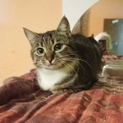 Katze Joy sucht ihre lieben Menschen, EKH - Katze