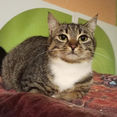Katze Joy sucht ihre lieben Menschen, EKH - Katze