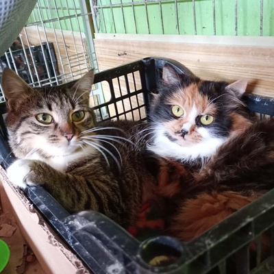 Katze Joy sucht ihre lieben Menschen, EKH - Katze